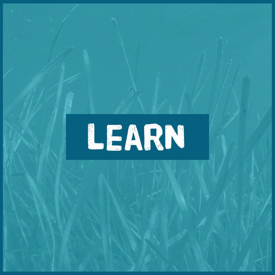 LEARN
